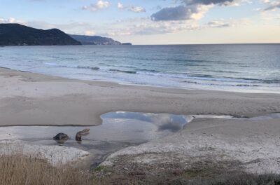 潮回りでチェック。